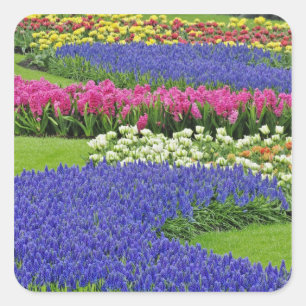 Patroon van druifhyacint, tulpen en 3 vierkante sticker