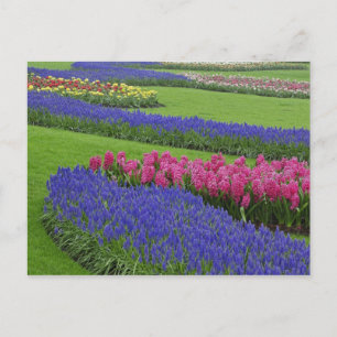 Patroon van druifhyacint, tulpen en briefkaart
