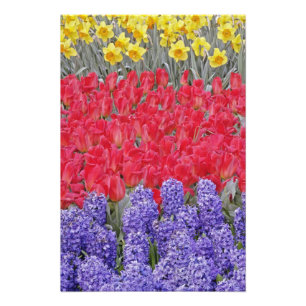 Patroon van hyacinten, tulpen en narcissen, foto afdruk