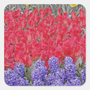 Patroon van hyacinten, tulpen en narcissen, vierkante sticker