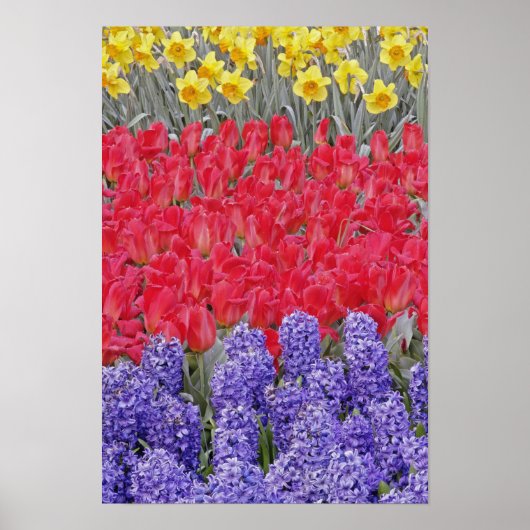 Patroon van hyacinth, tulpen en daffodils, poster (Voorkant)