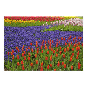 Patroon van tulpen en druif-hyacint bloemen, 2 foto afdruk