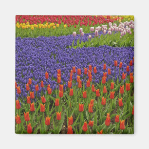 Patroon van tulpen en druif-hyacint bloemen, 2 magneet