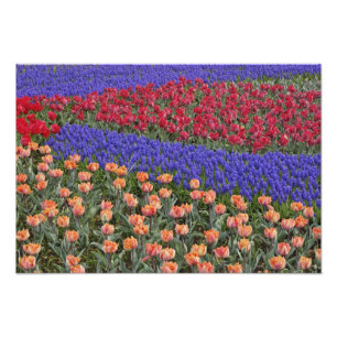 Patroon van tulpen en druif-hyacint bloemen, foto afdruk