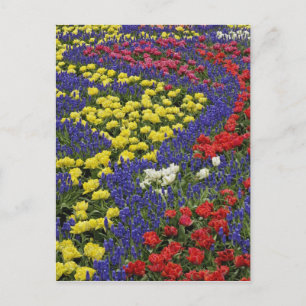 Patroon van tulpen en druifhyacint bloemen, 2 briefkaart