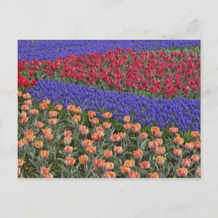 Patroon van tulpen en druifhyacint bloemen, 3 briefkaart