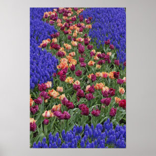 Patroon van tulpen en druifhyacint bloemen, poster