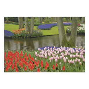 Patroon van tulpen en druivesbloemen, foto afdruk