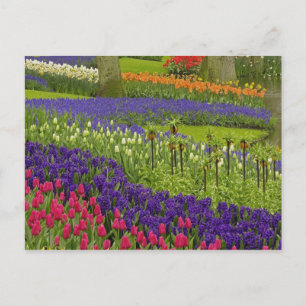 Patroon van tulpen hyacint en druifhyacint briefkaart