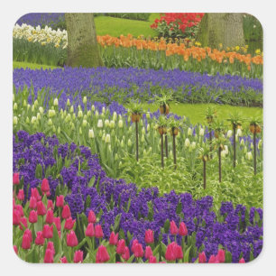 Patroon van tulpen hyacint, en druifhyacint vierkante sticker