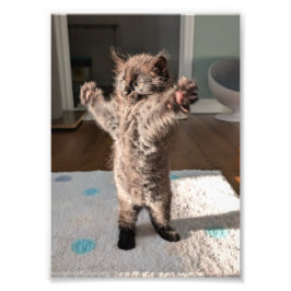 Patsy the bear foto afdruk