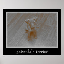 Patterdale Terrier Aged Photography Poster