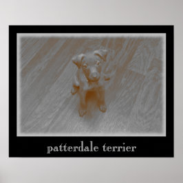 Patterdale Terrier Aged Photography Poster