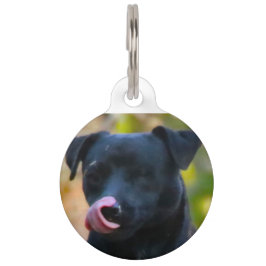 Patterdale Terrier. Huisdierpenning