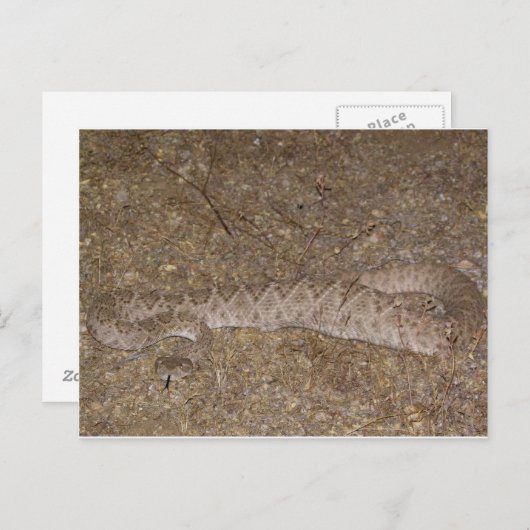 Patti Jares (Wickenburg, AZ) Rattlesnake Bite Briefkaart (Voorkant / Achterkant)