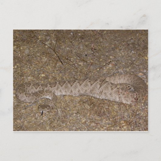 Patti Jares (Wickenburg, AZ) Rattlesnake Bite Briefkaart (Voorkant)