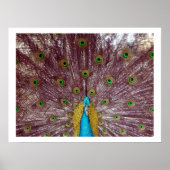 paukveren poster (Voorkant)