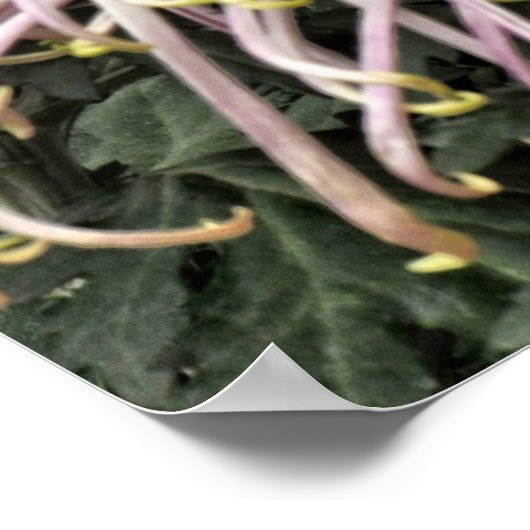 Paul bleef anderhalf jaar lang. poster (Hoek)