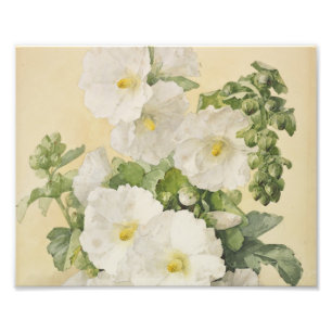 Paul De Longpre - Hollyhocks 1901 Foto Afdruk