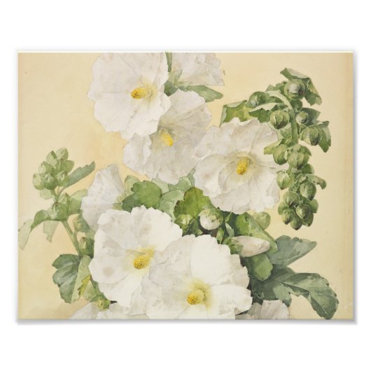 Paul De Longpre - Hollyhocks 1901 Foto Afdruk (Voorkant)