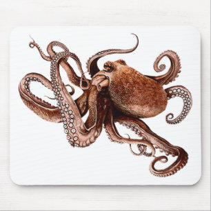 Paul de Octopus Muismat