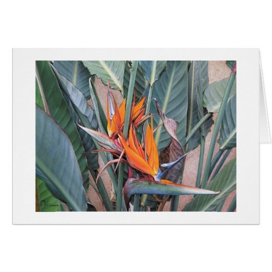 Paul McGehee "Bird of Paradise" Kaart (Voorkant Horizontaal)