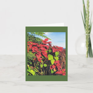 Paul McGehee "Poinsettias" Kaart