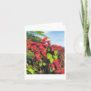 Paul McGehee "Poinsettias" Kaart
