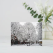 Paul Revere Mall Trees bedekt met wintersneeuw Briefkaart (Staand voorkant)