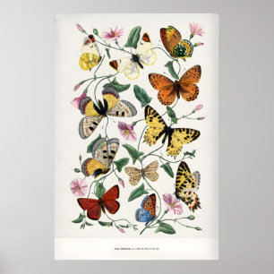 Paul Servais Vlinders Le Jardin des Plantes Poster