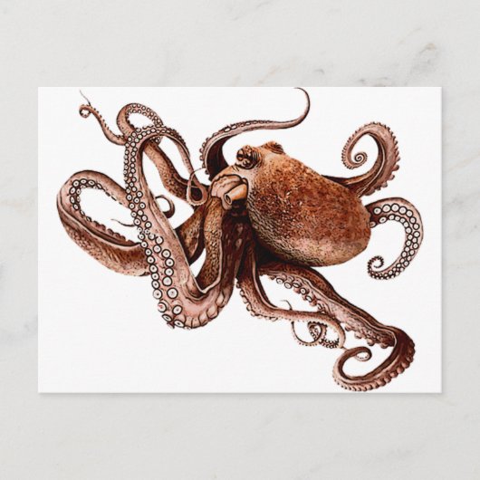Paul The Octopus Briefkaart (Voorkant)
