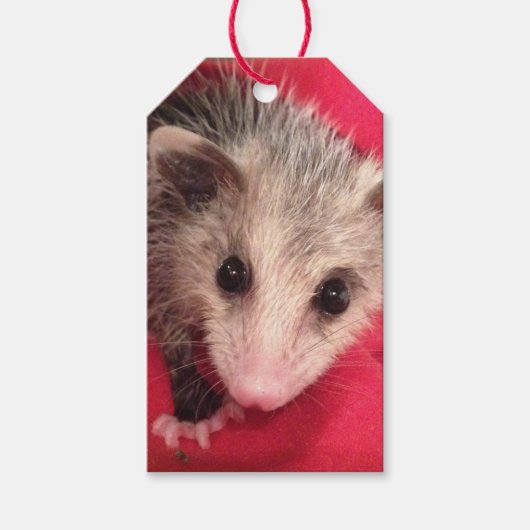 Paulee Possum Cadeau Label Cadeaulabel (Voorkant)