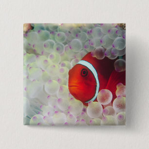 Paupau New Guinea, Great Barrier Reef, Vierkante Button 5,1 Cm