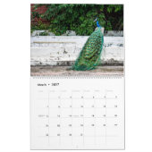 Pauw 2027 Muurfoto  Kalender (Mar 2027)