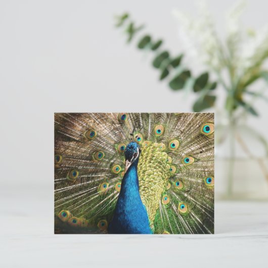 pauw-377 briefkaart (Staand voorkant)