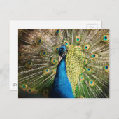 pauw-377 briefkaart (Voorkant / Achterkant)