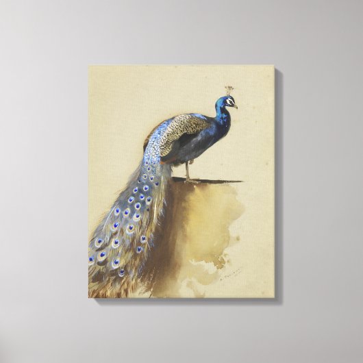 Pauw | Archibald Thorburn Canvas Afdruk (Voorkant)