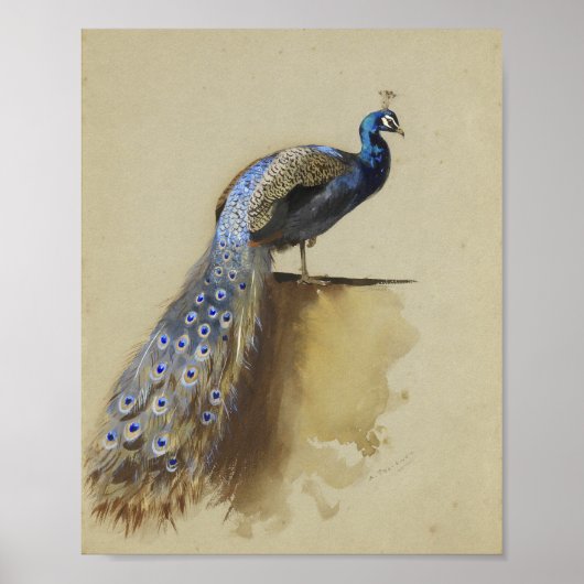 Pauw | Archibald Thorburn Poster (Voorkant)