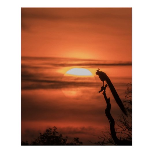 Pauw bij zonsopgang perfect poster (Voorkant)