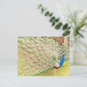 pauw briefkaart (Staand voorkant)