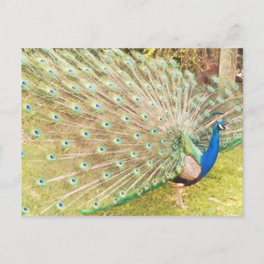 pauw briefkaart (Voorkant)