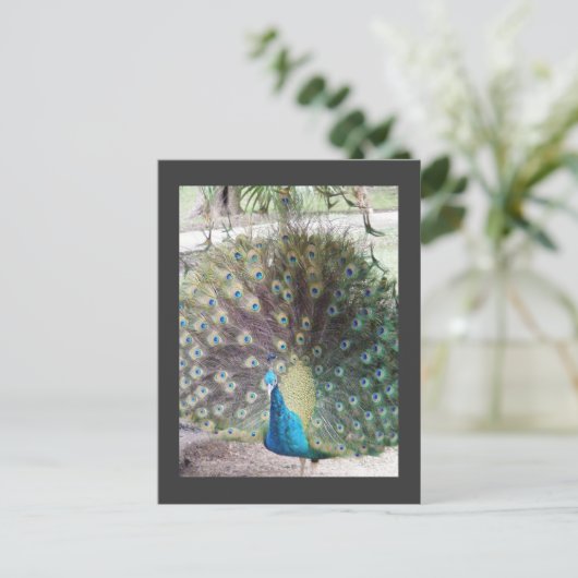 pauw briefkaart (Staand voorkant)