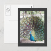 pauw briefkaart (Voorkant / Achterkant)