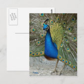 pauw briefkaart (Voorkant / Achterkant)