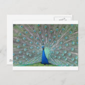 pauw briefkaart (Voorkant / Achterkant)