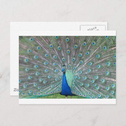 pauw briefkaart (Voorkant / Achterkant)