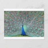 pauw briefkaart (Voorkant)