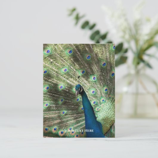 Pauw Briefkaart (Staand voorkant)