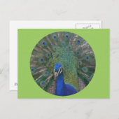 Pauw Briefkaart  (Voorkant / Achterkant)