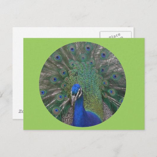 Pauw Briefkaart  (Voorkant / Achterkant)